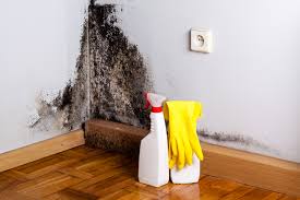 Best Environmental Consulting for Mold Prevention  in La Paloma, TX